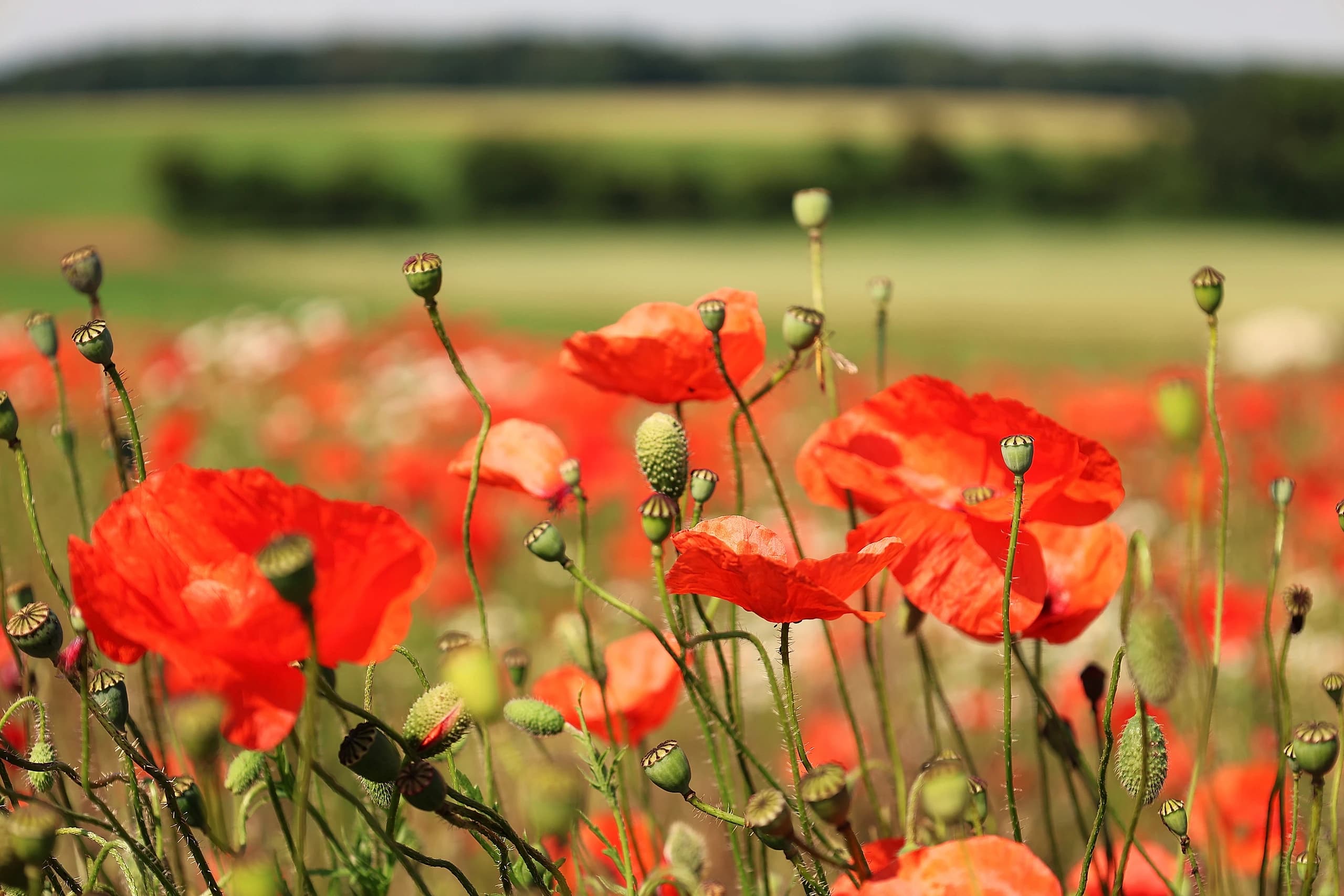 Champ de coquelicots rouges vibrants sous une douce lumière estivale
