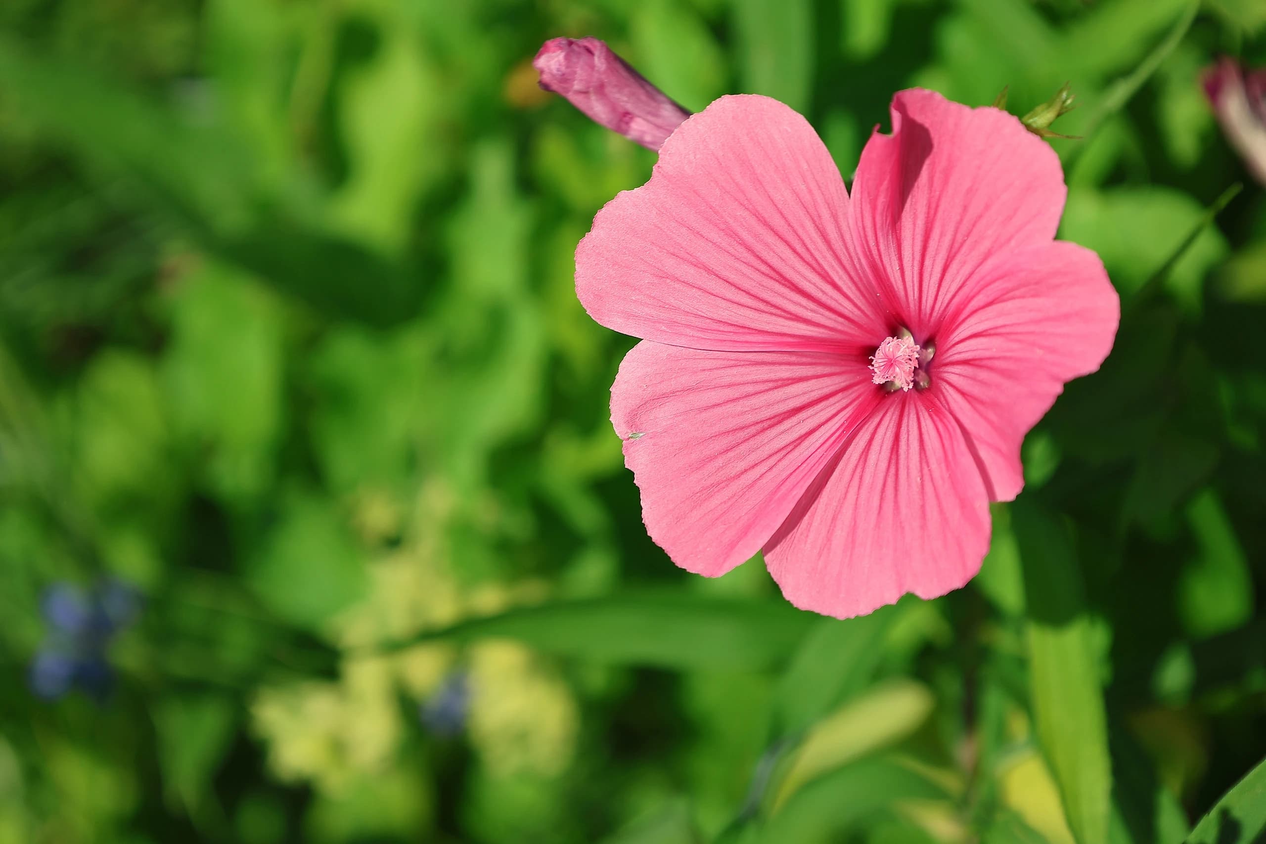Une délicate fleur rose épanouie dans un jardin verdoyant ensoleillé