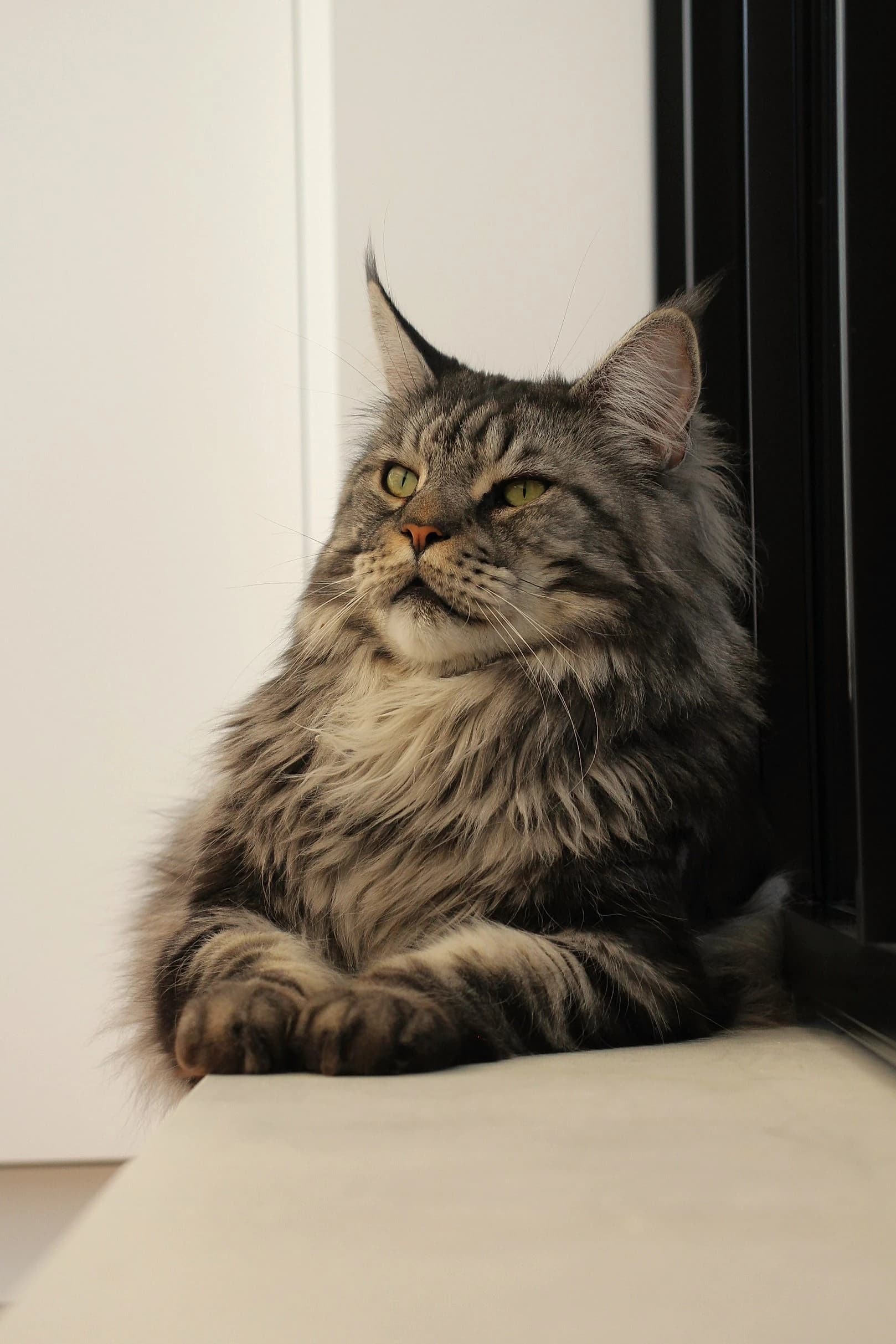 Portrait élégant d'un majestueux chat Maine Coon au regard attentif et fier.